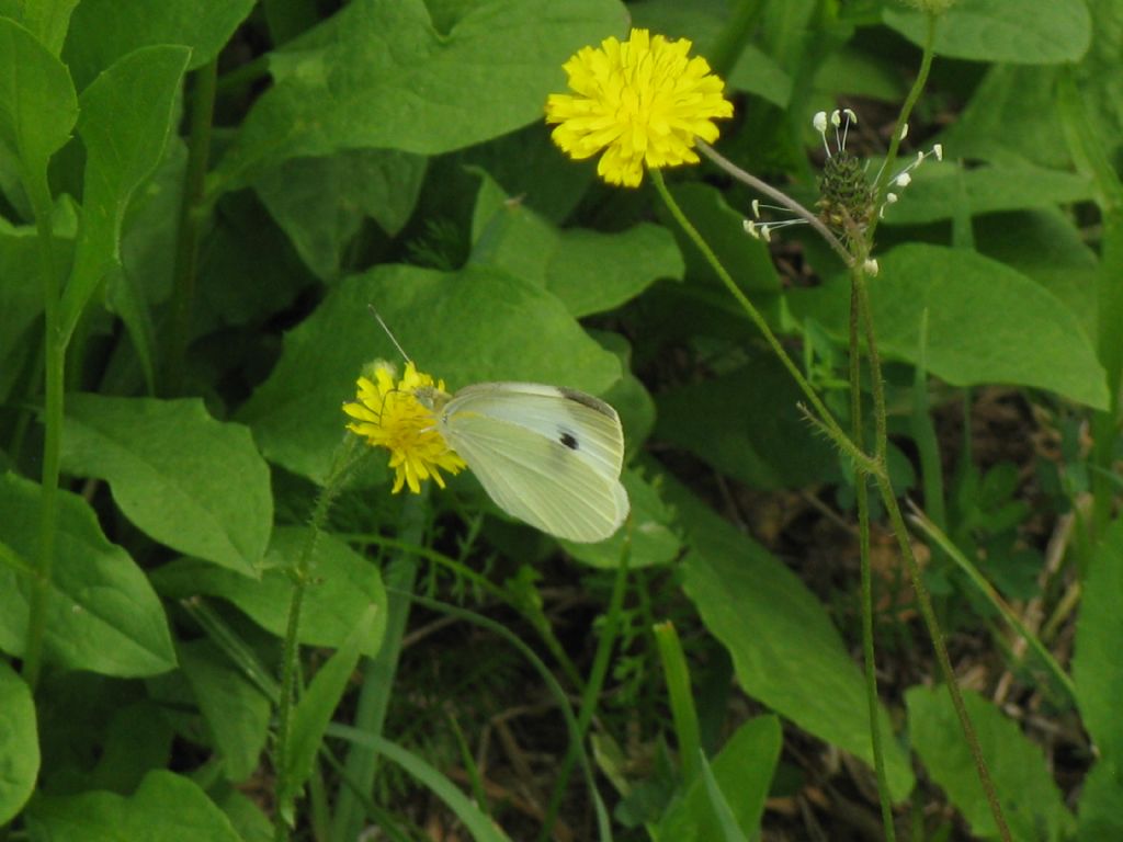 Pieris rapae maschio? Pieris rapae o Pieris mannii