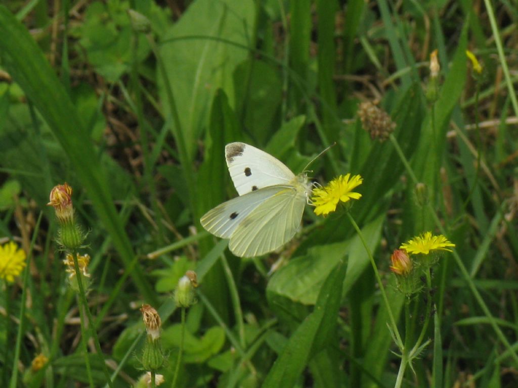 Pieris rapae femmina?