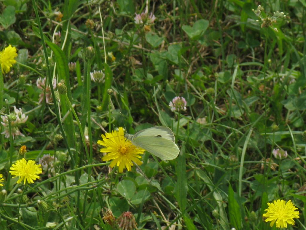 Pieris napi maschio?