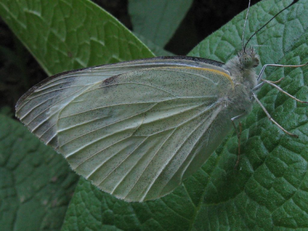 Pieris brassicae? M o F ?