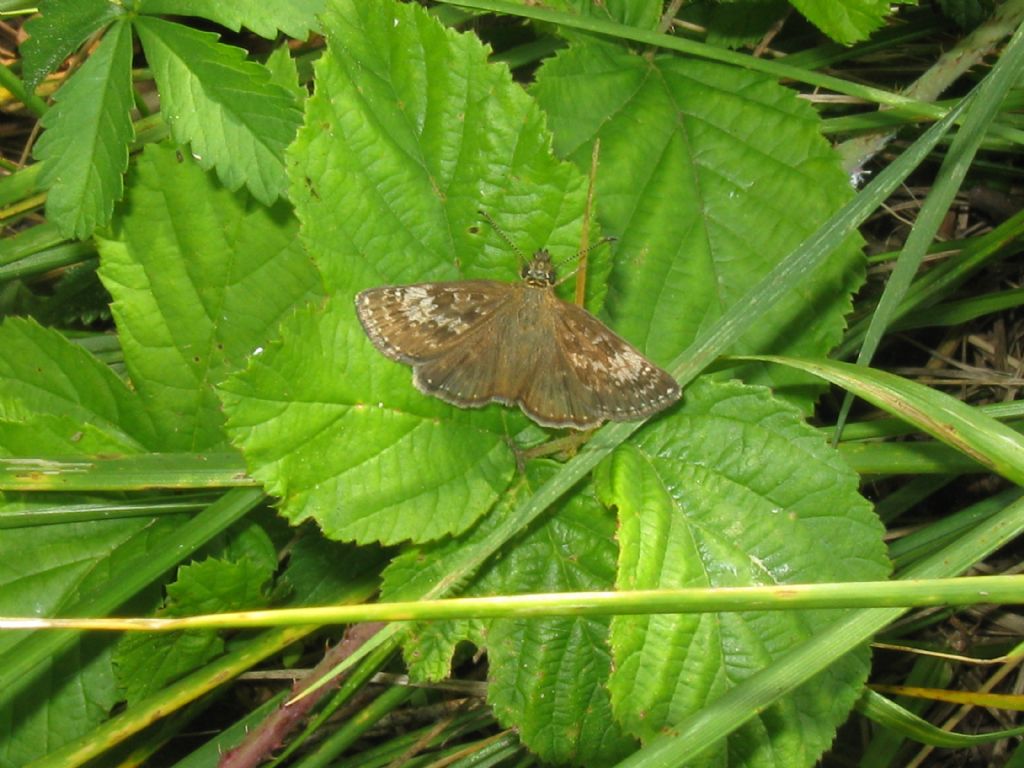 Erynnis tages? M o F ?