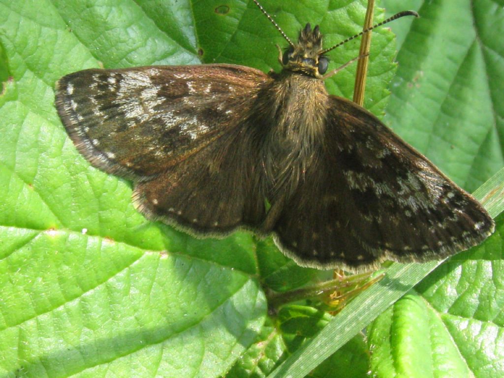 Erynnis tages? M o F ?