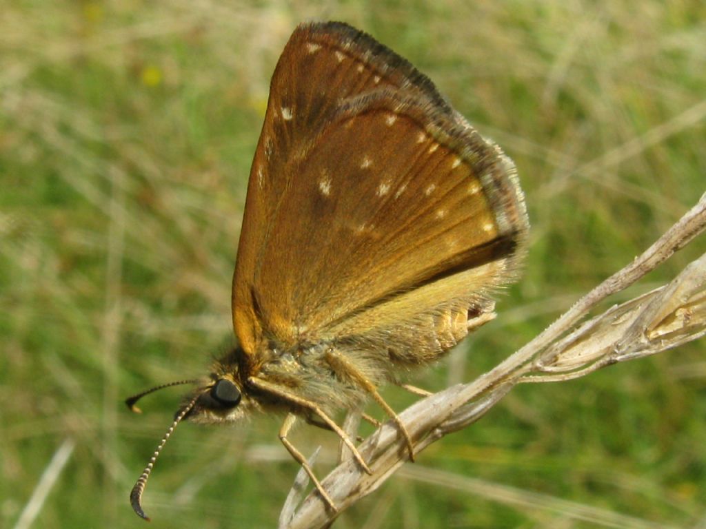 Erynnis tages? M o F ?