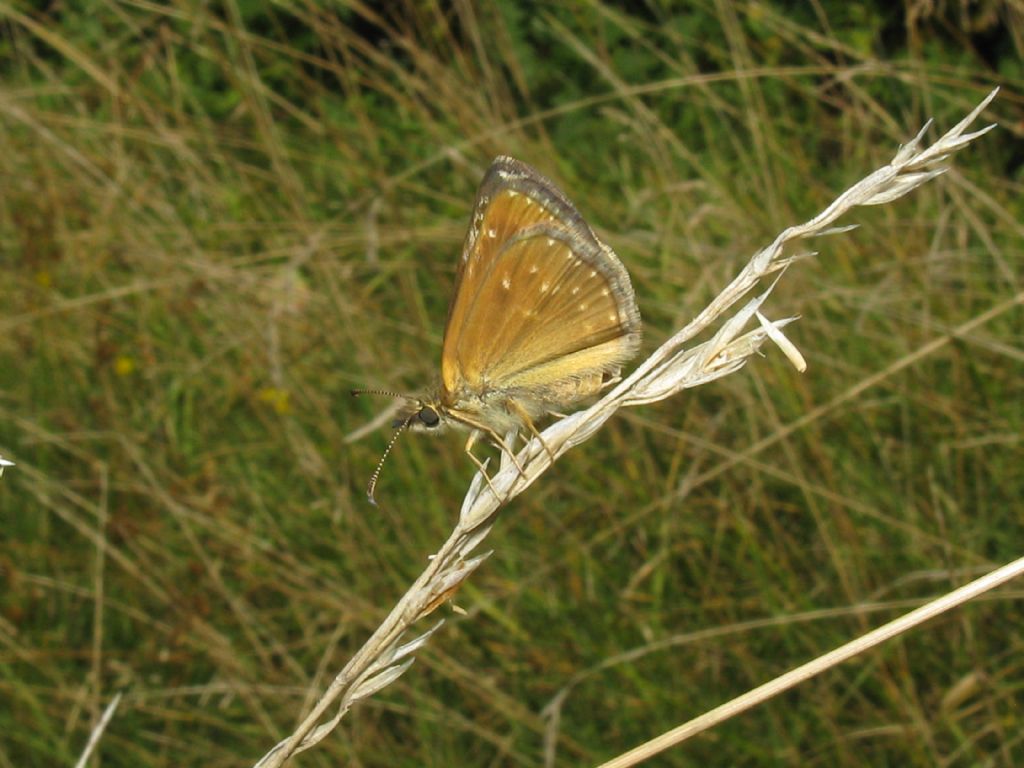 Erynnis tages? M o F ?