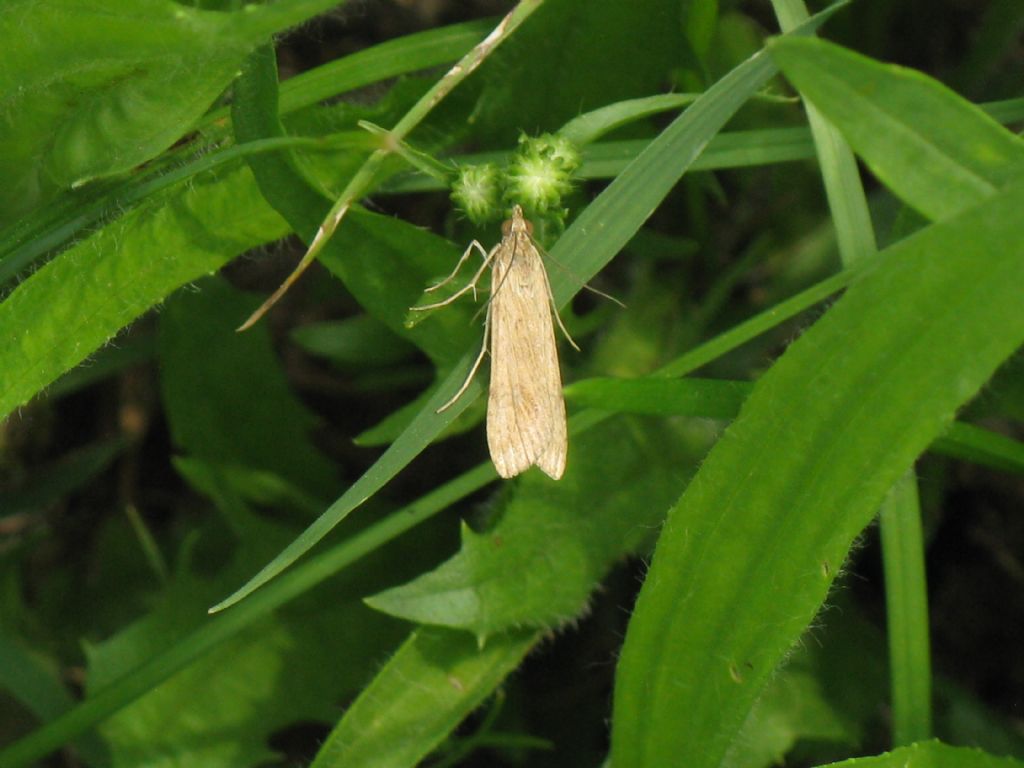 Nomophila noctuella?