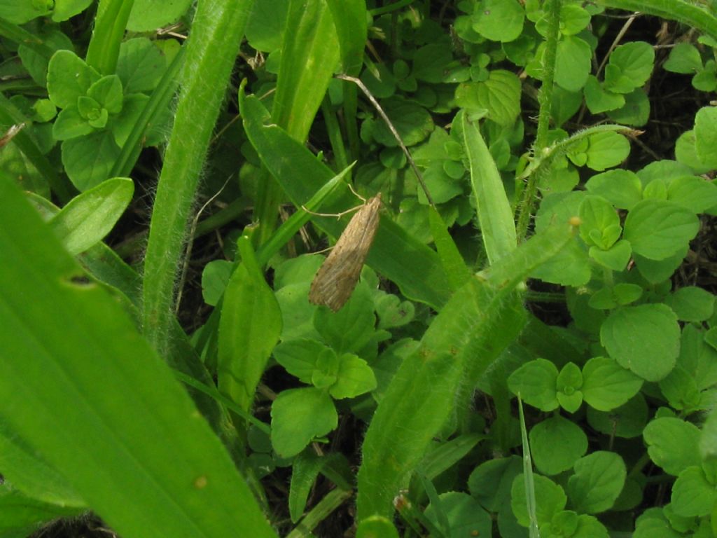 Nomophila noctuella?