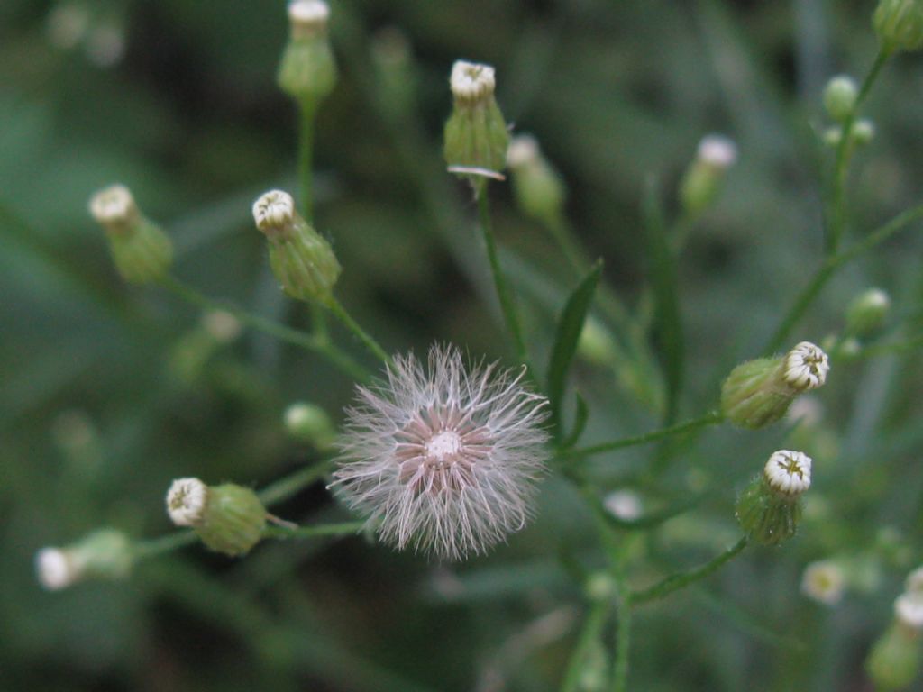 Symphyotrichum squamatum? No, Erigeron canadensis