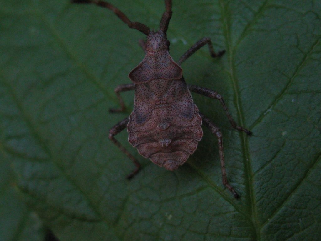 Quali Coreus?  Coreus marginatus (Coreidae)