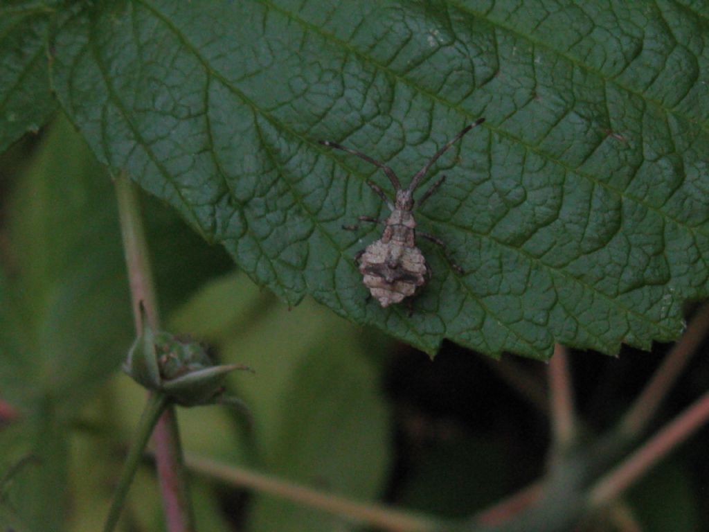 Quali Coreus?  Coreus marginatus (Coreidae)