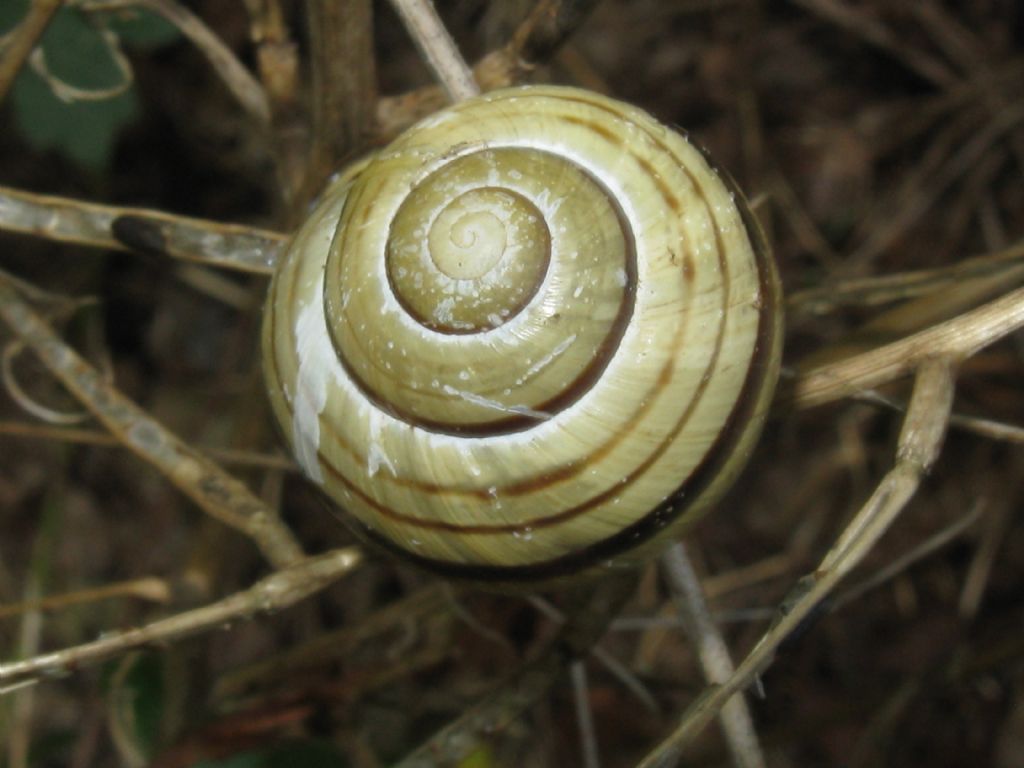 Cepaea nemoralis?