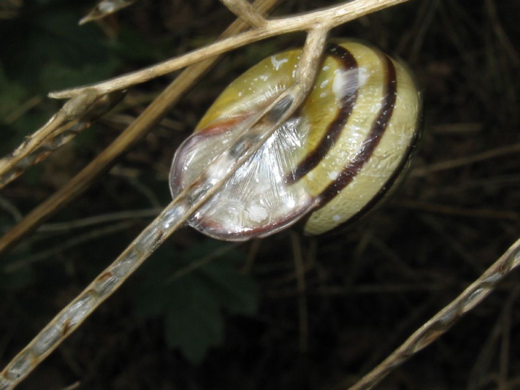 Cepaea nemoralis?