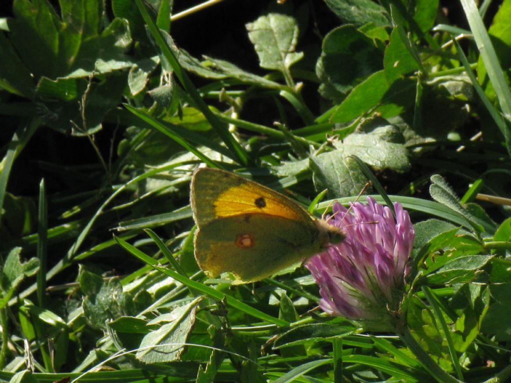 Colias crocea M?  S !