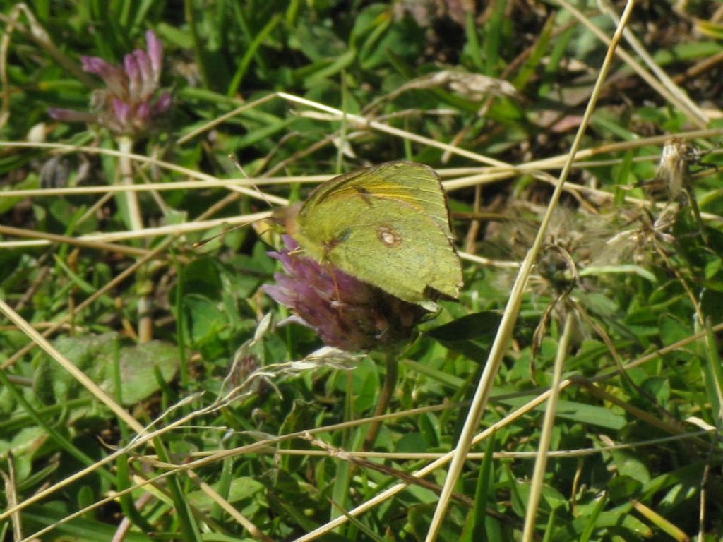 Colias crocea M?  S !