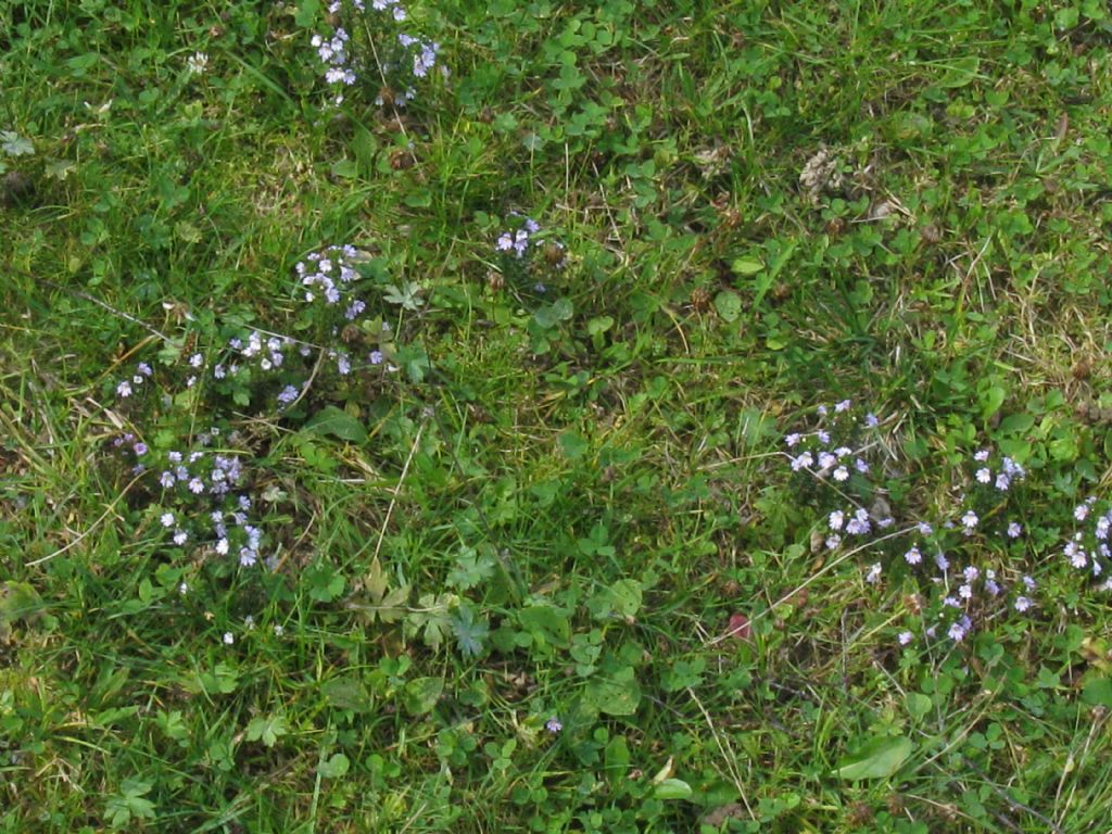 Euphrasia sp. (Lamiales  Orobanchaceae)