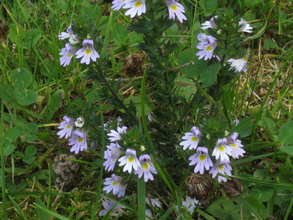 Euphrasia sp. (Lamiales  Orobanchaceae)