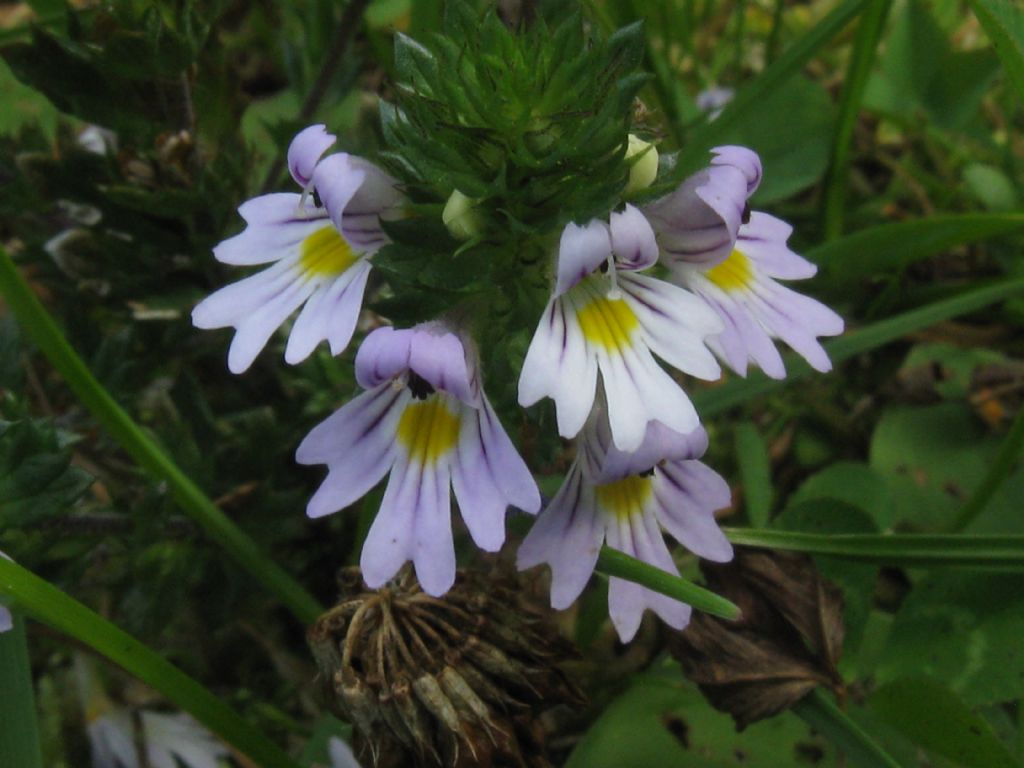 Euphrasia sp. (Lamiales  Orobanchaceae)