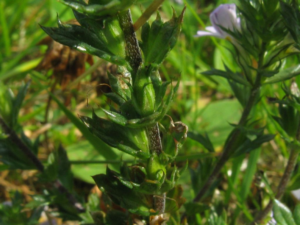 Euphrasia sp. (Lamiales  Orobanchaceae)