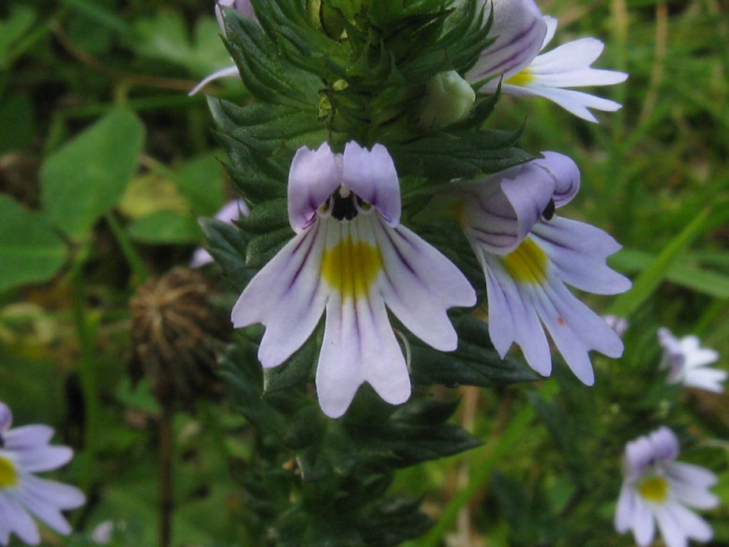 Euphrasia sp. (Lamiales  Orobanchaceae)