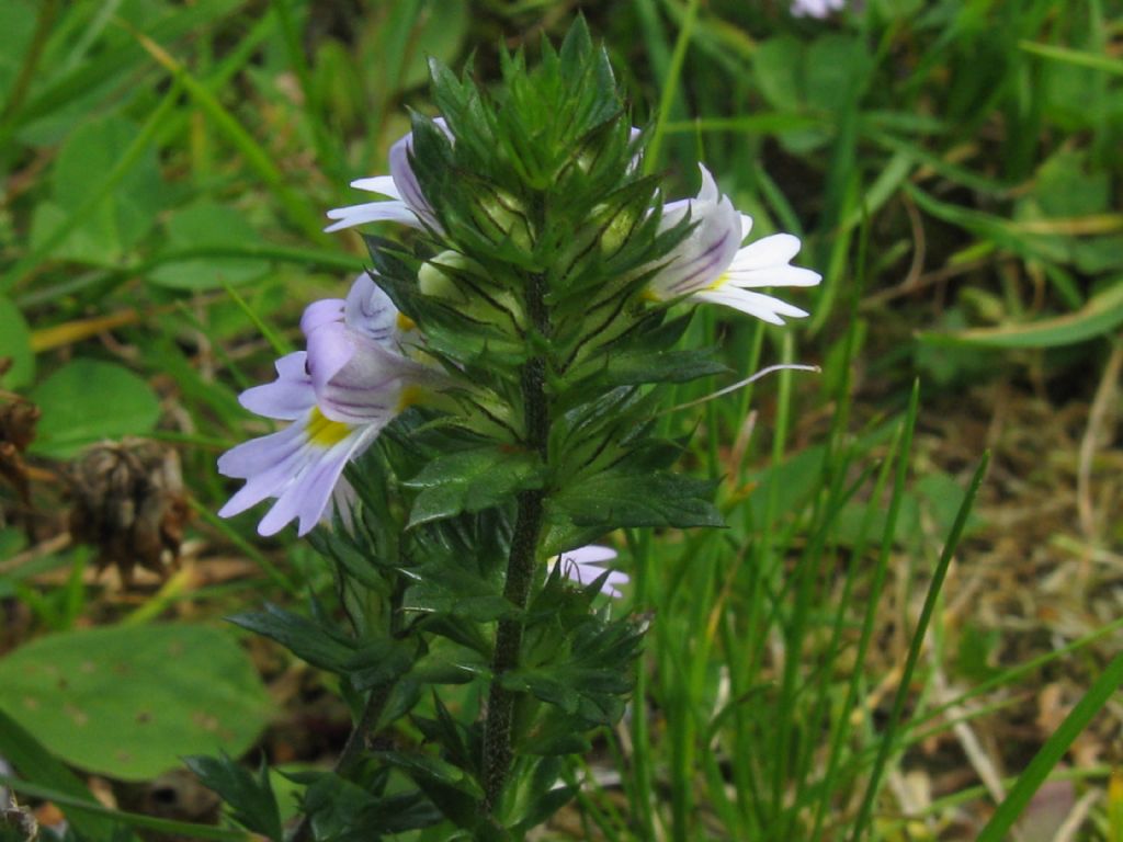 Euphrasia sp. (Lamiales  Orobanchaceae)