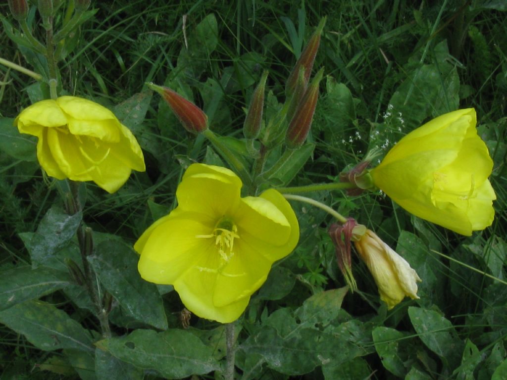 Oenothera glazioviana?