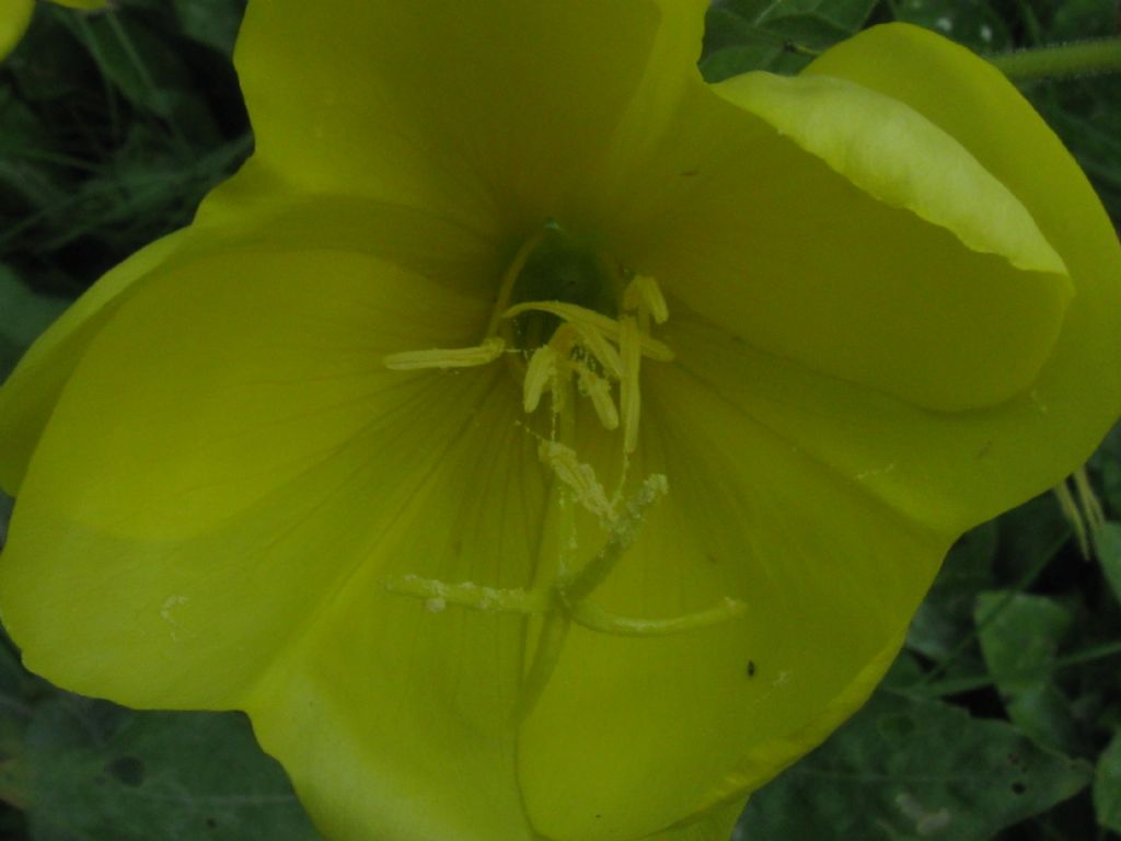 Oenothera glazioviana?