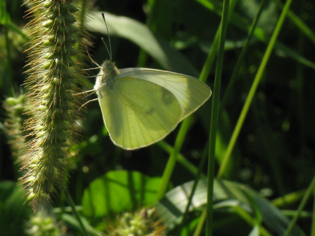 Pieris brassicae M?  S !