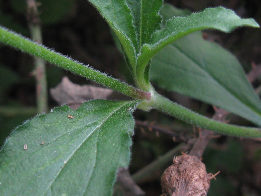 Silene latifolia (Caryophyllaceae)