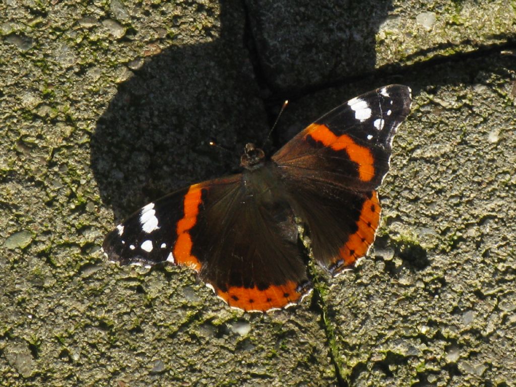 Vanessa atalanta femmina?