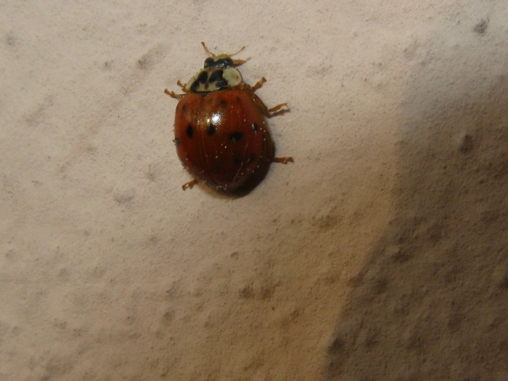 Harmonia axyridis?     S  !