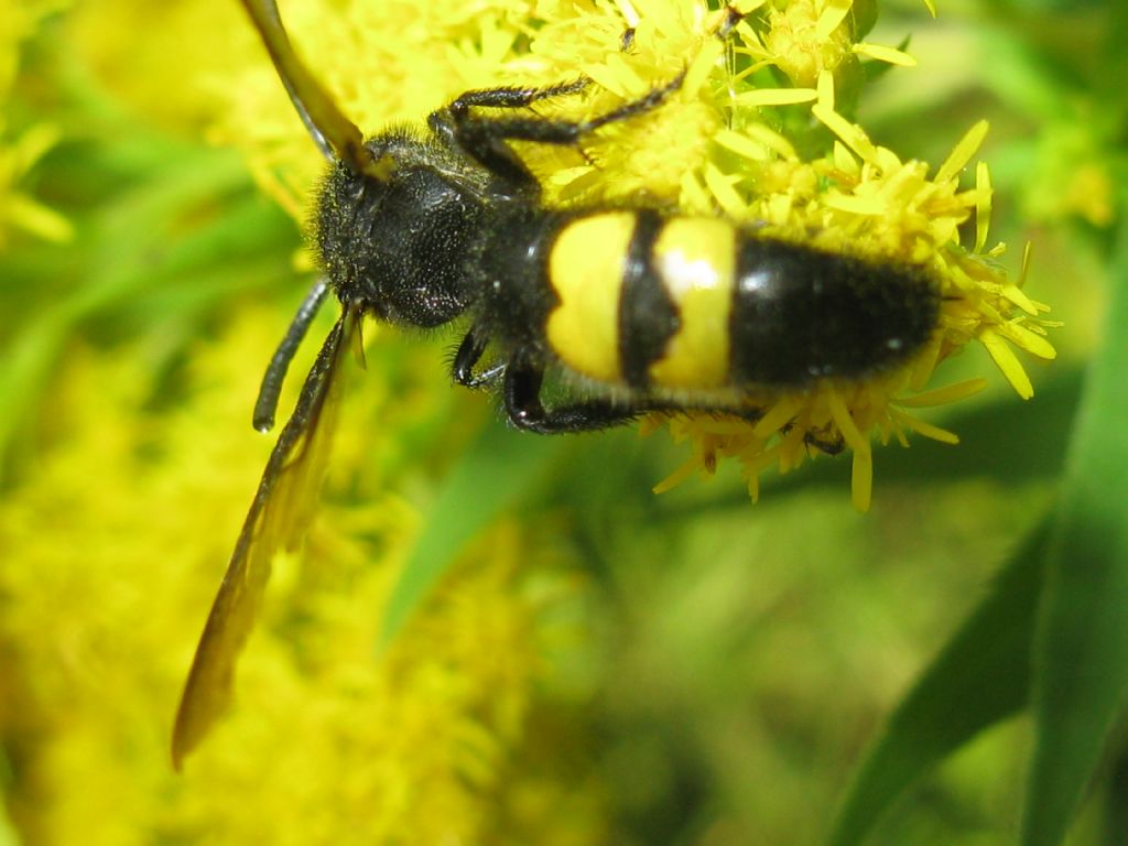 Scolia hirta femmina?   Scolia hirta, maschio!