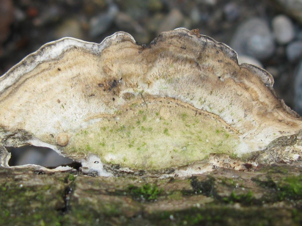 Funghi nel Parco di Monza 7