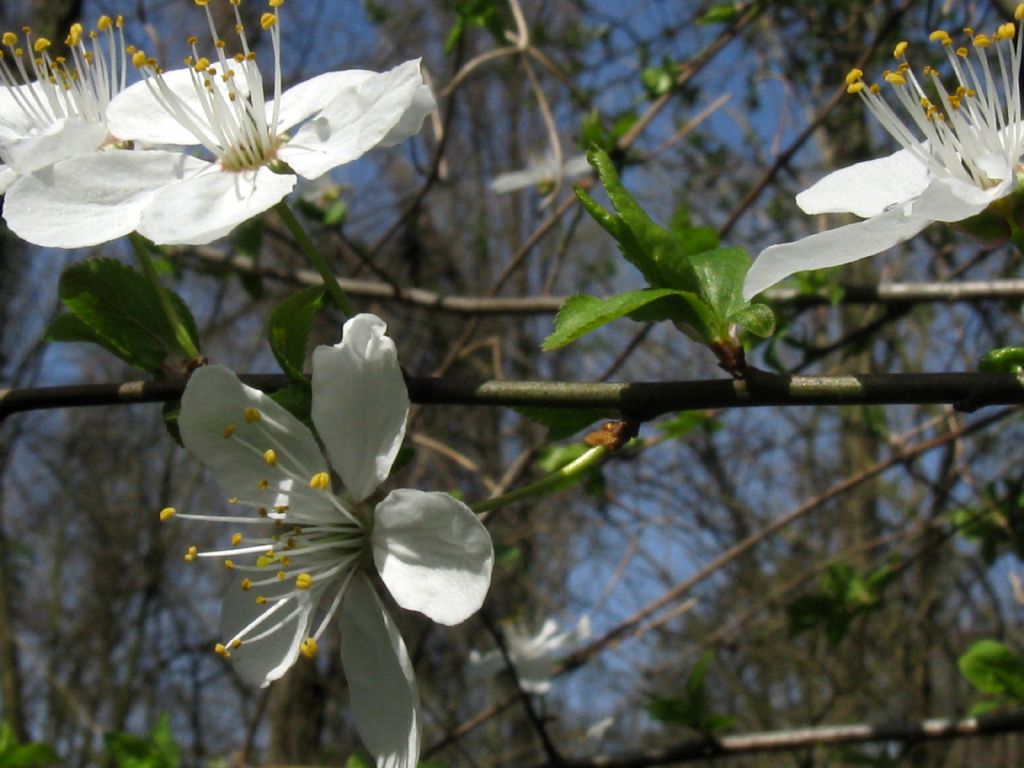 Fiori bianchi 6:  Prunus sp. (P. cerasus o P. cerasifera)