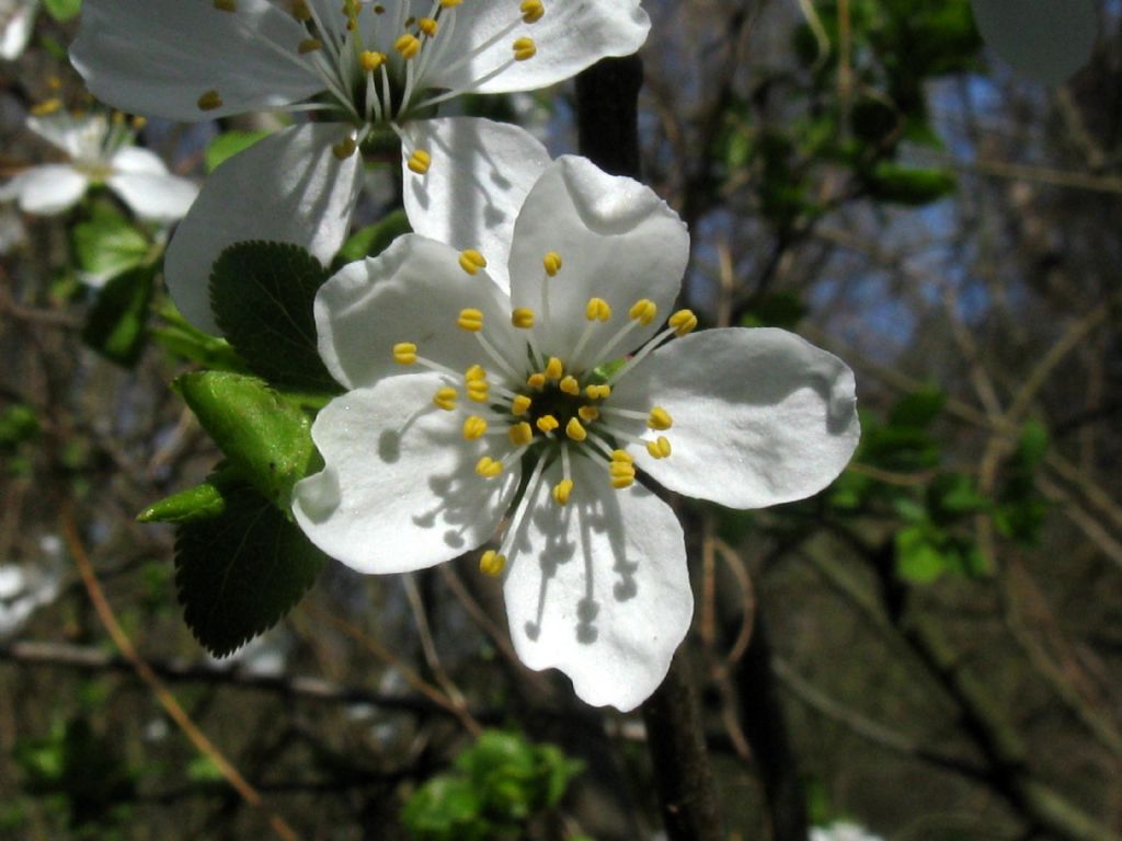 Fiori bianchi 6:  Prunus sp. (P. cerasus o P. cerasifera)