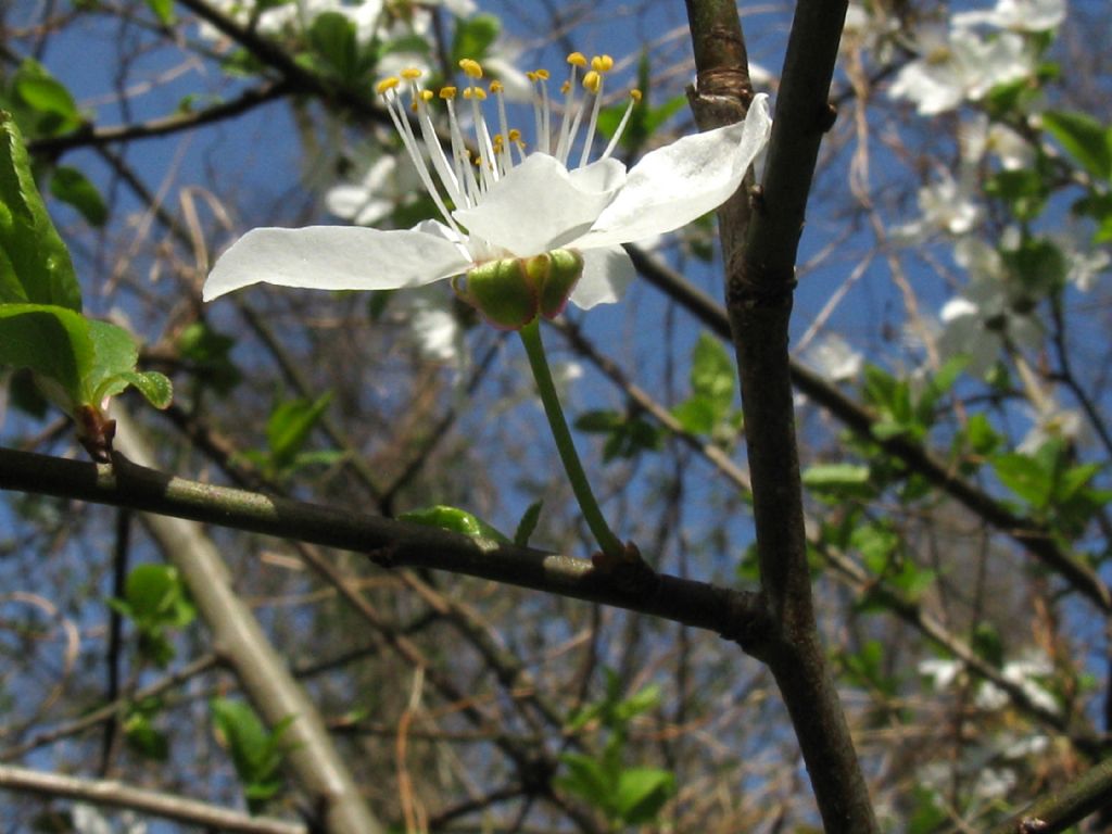 Fiori bianchi 6:  Prunus sp. (P. cerasus o P. cerasifera)