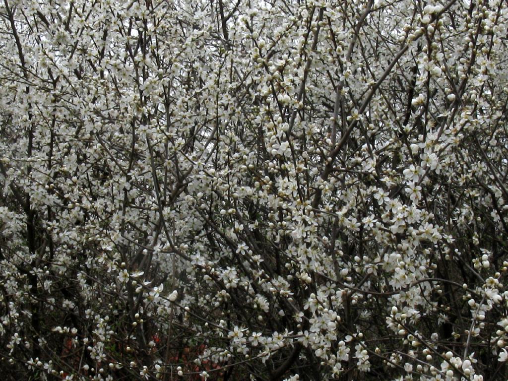 Fiori bianchi 8: Prunus spinosa