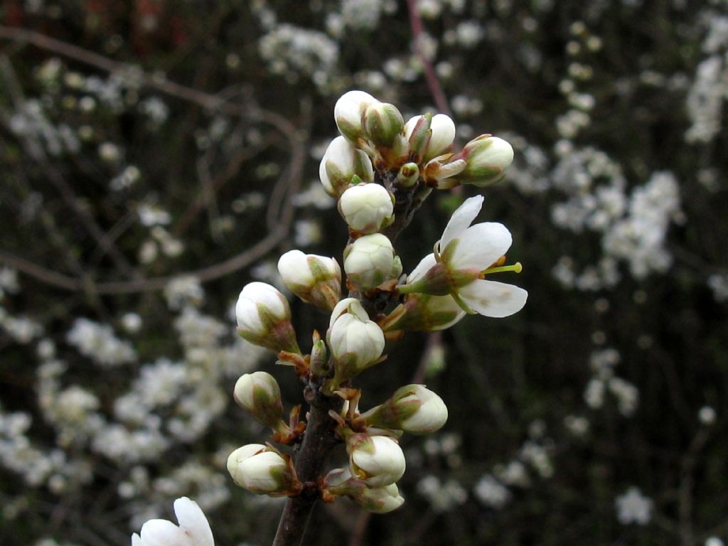 Fiori bianchi 8: Prunus spinosa