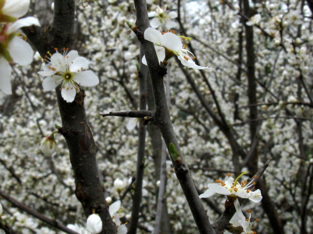 Fiori bianchi 8: Prunus spinosa