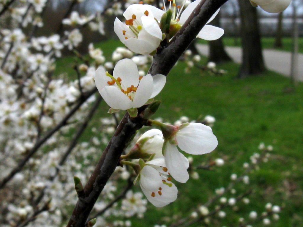 Fiori bianchi 8: Prunus spinosa