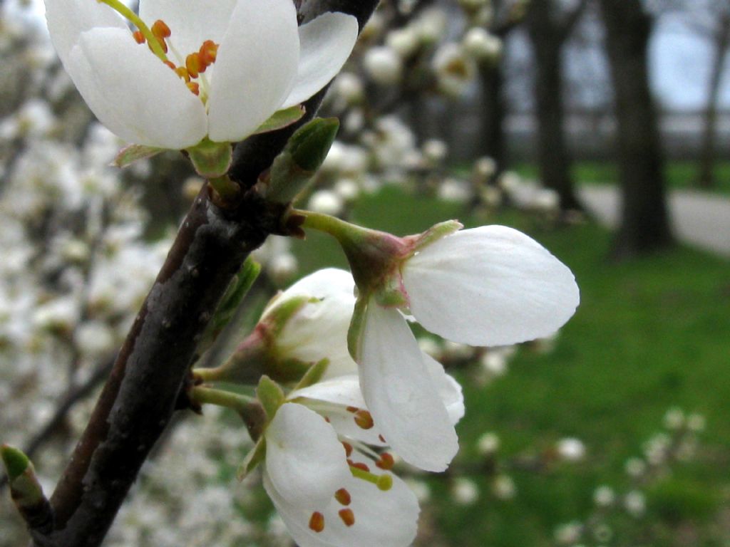 Fiori bianchi 8: Prunus spinosa