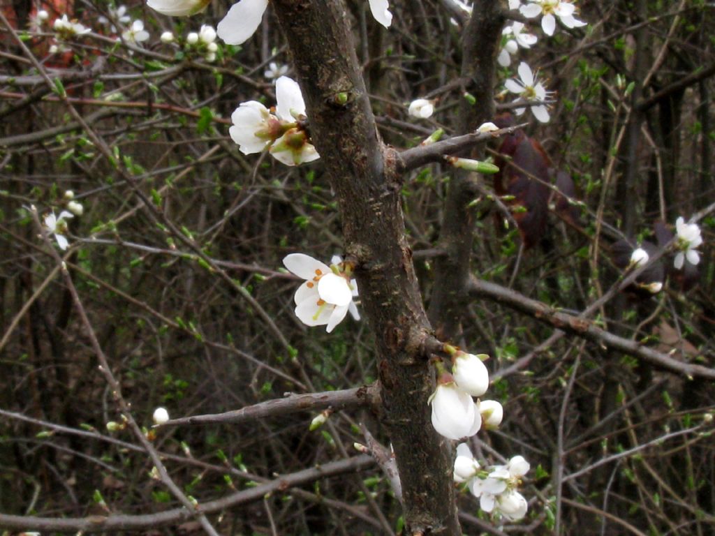 Fiori bianchi 8: Prunus spinosa