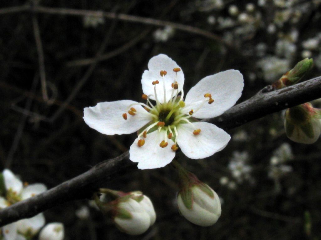 Fiori bianchi 8: Prunus spinosa