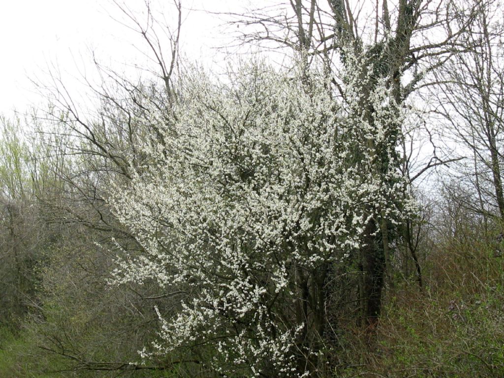 Fiori bianchi 9: Prunus cfr. domestica