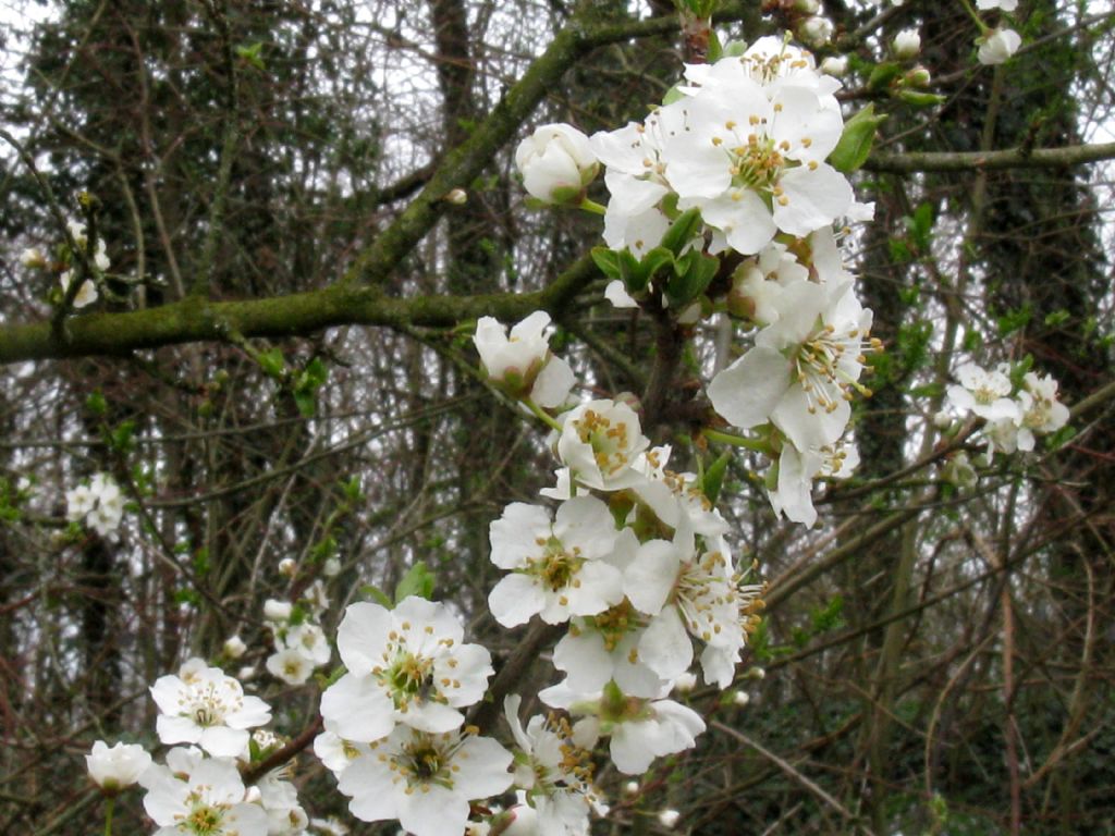 Fiori bianchi 9: Prunus cfr. domestica