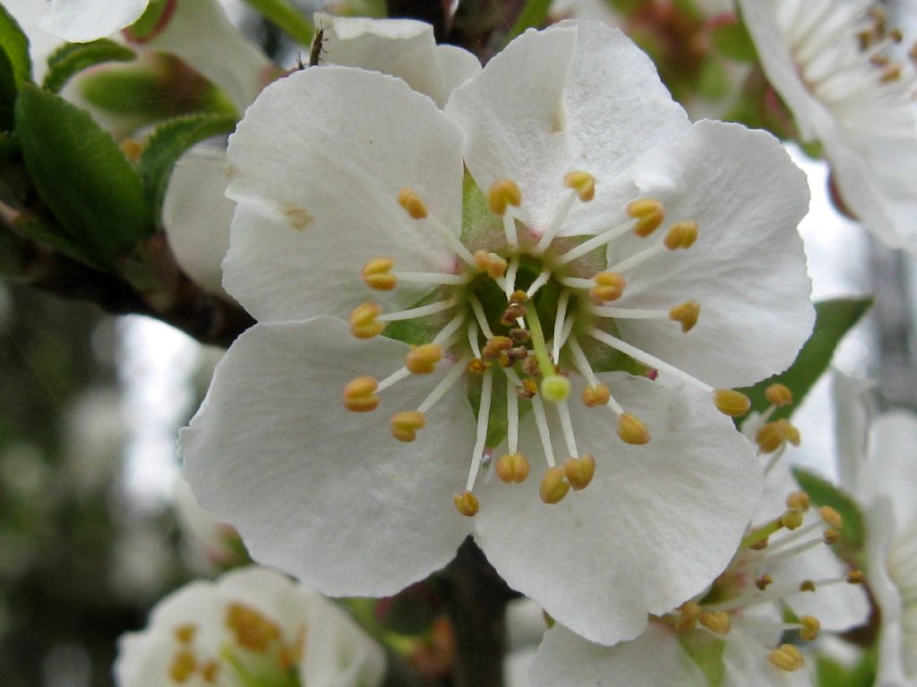 Fiori bianchi 9: Prunus cfr. domestica