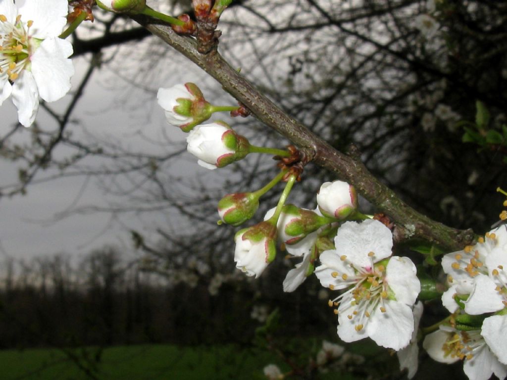 Fiori bianchi 9: Prunus cfr. domestica