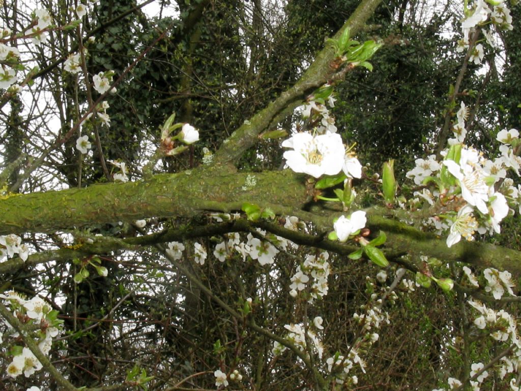 Fiori bianchi 9: Prunus cfr. domestica