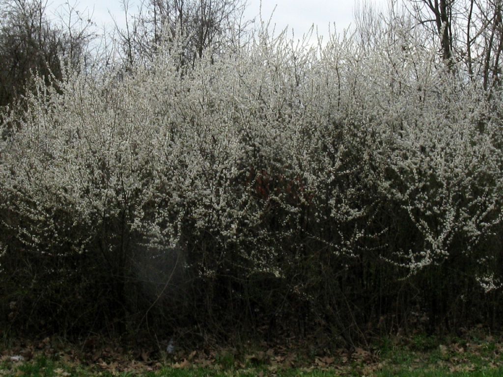 Fiori bianchi 7  Prunus cfr. spinosa