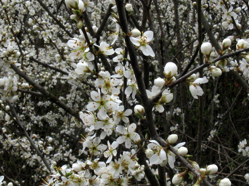 Fiori bianchi 7  Prunus cfr. spinosa