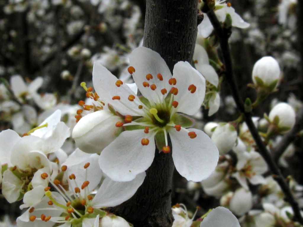 Fiori bianchi 7  Prunus cfr. spinosa