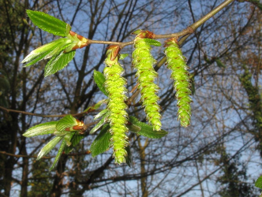 Carpinus ? Ostrya?  Ostrya  carpinifolia (cfr.)